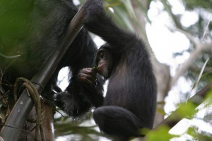 Szympans napój sok alkoholowy roślin w przyrody